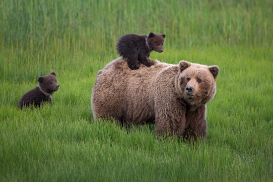 Coastal Brown Bears | Ingo Arndt