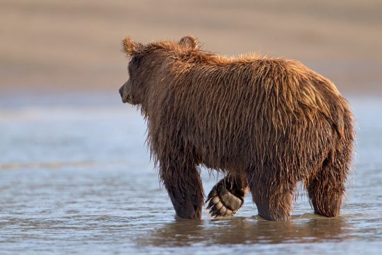 Coastal Brown Bears | Ingo Arndt