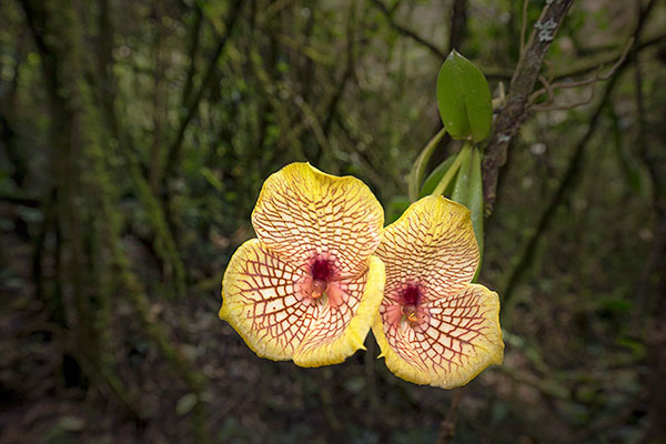 Back from the cloud forest in Ecuador